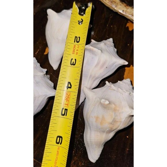 18 Lot: 16 Seashells &2 Puff Sand Dollars w/Brown Ceramic Display Bowl - Picture 9 of 12